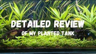 All about my lowtech planted aquarium [upl. by Pani]