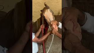 Nasogastric intubation in horses 🐎 pipe method shortsfeed horselover trendingshorts viralshort [upl. by Walt]