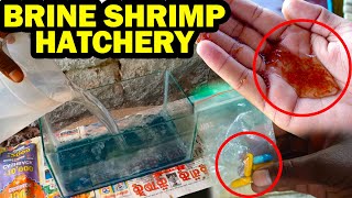 Brine Shrimp Hatchery at Home Easy Method  Vedha Fish Farm [upl. by Goldin]