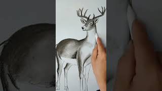 How to draw a deer art of white deer realistic sketch of deer shorts [upl. by Amalia]