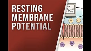 Resting membrane Potential [upl. by Guido]