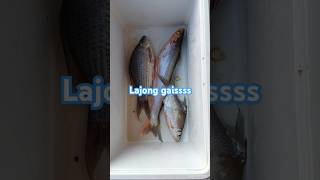 Ikan lajongfishfishingviralshort [upl. by Hy]