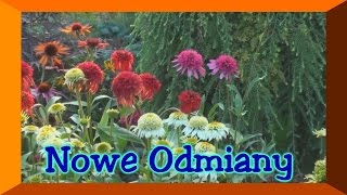 JeżówkaEchinacea nowe odmiany [upl. by Arreis]