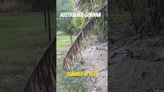 The goanna’s and snakes are back out in the farm 🦎 wildlife farming lizard [upl. by Aihsak]