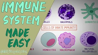 IMMUNE SYSTEM MADE EASY IMMUNOLOGY INNATE AND ADAPTIVE IMMUNITY SIMPLE ANIMATION [upl. by Espy]