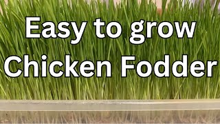 Quick and easy chicken fodder [upl. by Yelekalb]