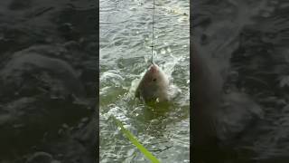 Hook Fishing 🎣 Traditional By Hunting Fish By Fish Hook Best Fishing Video shortsvideo fishing [upl. by Krum281]