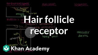 Ruffinis Ending and Hair Follicle Receptor  NCLEXRN  Khan Academy [upl. by Etteyafal]