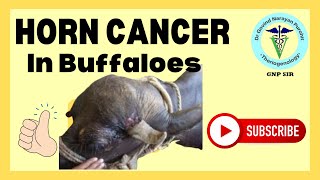 Horn Cancer in Buffaloes Understanding Prevention and Treatment  GNP Sir Channel [upl. by Myk514]