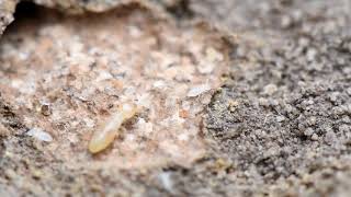 No one left behind  Worker termites rescue larvae [upl. by Bajaj]