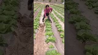 The process of soil moistening around a cabbage plantation [upl. by Robina]