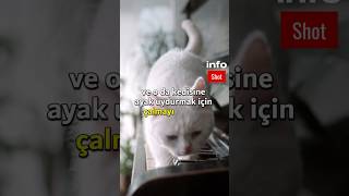 Mozart’ın Kedi Takıntısı Sanata Kedi Dostu Bir Dokunuş Mozart Kediler Müzik Sanat tarih [upl. by Ellinej]