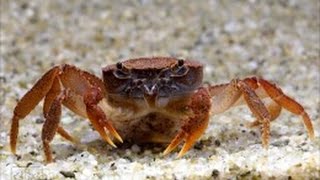 Crabs for Freshwater Aquariums [upl. by Onstad]