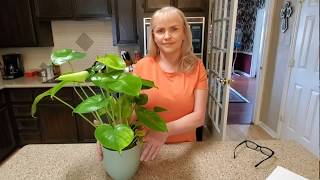 NEW HEARTLEAF PHILODENDRON PLANT DONNA JOSHI [upl. by Dibbell682]