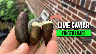 Growing Your Own Finger Limes Too Easy [upl. by Morley420]