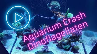 Aquarium Crash durch Dinoflagellaten  Ein Erfahrungsbericht [upl. by Ahsenauj]