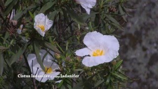 Cistus ladanifer [upl. by Olivier]