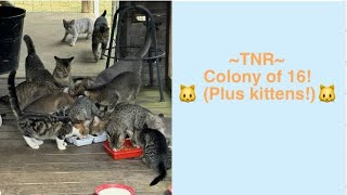 Cat trapping for TNR drop trap colony of 16 [upl. by Itraa]