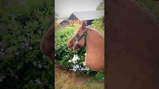 Whos hackamore is this 🤭hobbyhorsecomunity fypシviral newhorse [upl. by Monda96]