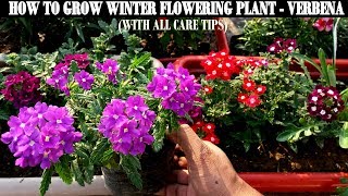 How To Grow Flower Plants At HomeVerbena [upl. by Shirlie650]