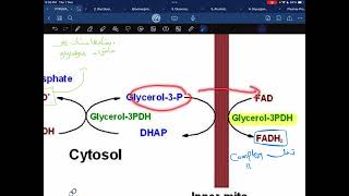 Glycerol phosphate shuttle [upl. by Devora]