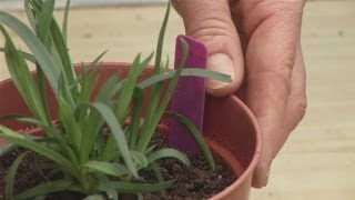 Guide To Transplanting A Dianthus [upl. by Janina]