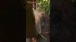 Elephant Memory Incredible Facts About These Amazing Giants 🐘🌟 animalfacts facts [upl. by Ahsikrats]