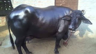 Murrah Buffalo characteristics [upl. by Enna]