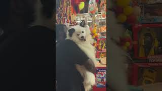 🤣🤣🤣viralreels short shorts trending pets funny puppies comedy youtubeshorts funnyvideo [upl. by Nomaj778]