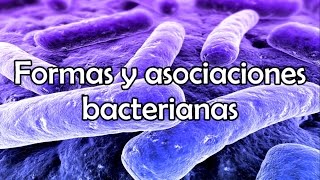 Formas y asociaciones bacterianas [upl. by Anrehs809]