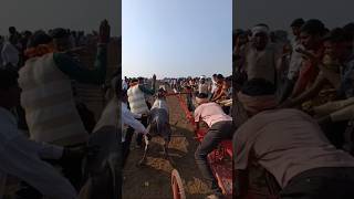 Bullock cart race Bullock shankarpat [upl. by Rotciv]