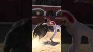 FINAL CAMPEONATO DE ESPAÑA · RECORTADORES CON TOROS · CASTELLÓN 2023 recortes torosbravos españa [upl. by Cirri]