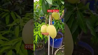 R2E2 mango farming contact 9734307077 fruit farming mango [upl. by Bernardo]