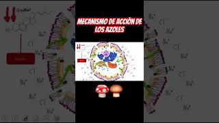 Mecanismo de acción de los azoles en menos de 1 minuto 🍄‍🟫🍄 antifungal hongos farmacologia [upl. by Germano]