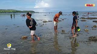 Seashore hunting fish  Tamban [upl. by Knepper]