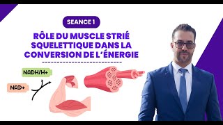 3 Rôle du muscle strié squelettique dans la conversion de l’énergie [upl. by Aitel]