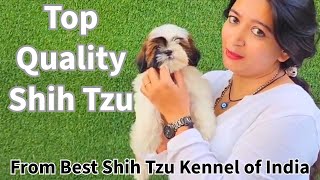 Shih Tzu Puppies Quality Show  Male Female  Best Kennel of India  KCI Registered [upl. by Llevram]