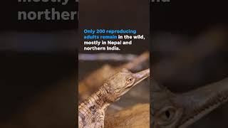 Zoo celebrates birth of critically endangered crocodiles Shorts [upl. by Houlberg21]