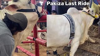 PAKIZA LAST RIDE FROM PATHAN CATTLE FARM 2024  FINAL GOODBYE  LOADING  Kolkata Cow 2024 [upl. by Atims]