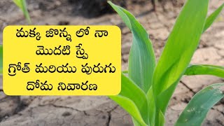 మక్క జొన్నలో స్ప్రే చేసుకునే మందులు  agromin max aries  syngenta alika insecticide telugu  crop [upl. by Vada482]