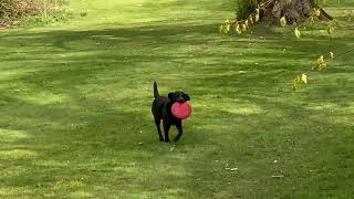 Poppy playing Frisbee [upl. by Innob]