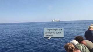 Whalewatching nel Santuario dei Cetacei  Mar Ligure [upl. by Allit]