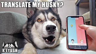 A Phone App Translates My Husky Speaking Testing Dog Translators [upl. by Imailiv]