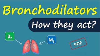 How bronchodilators act  Mechanism and drug targets [upl. by Bainter]