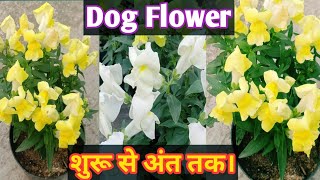 How to grow And Care AntirrhinumSnap dragonDog flower Dog flower की संपूर्ण जानकारी। [upl. by Zachariah743]