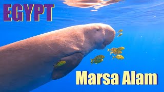 MARSA ALAM  EGYPT  August 2022 [upl. by Line]