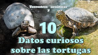 🐢 10 DATOS CURIOSOS SOBRE LAS TORTUGAS TERRESTRES Y ACUÁTICAS  ABRIL MARA [upl. by Asilec]