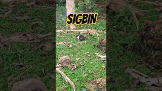 STRAY SIGBIN shorts shortvideo youtubeshorts [upl. by Eenaej781]