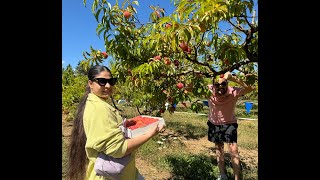 Douglas Farm on Sauvie Island Peach Picking Oregon [upl. by Spring301]