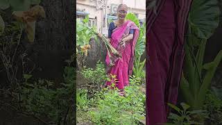 কচুর লতি থেকে গাছ কি করে হয় kitchengarden kochurloti gardening [upl. by Uliram467]